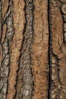 Close-up Tree Bark Texture Showing Natural Patterns and Vertical Lines photo