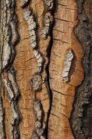 Close-up View of Brown Tree Trunk Bark with Natural Texture Patterns photo