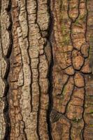 Close Up of Tree Bark Texture with Moss Detail in Natural Light photo