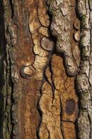 Tree Bark Texture Close-up with Moss, Cracks and Detailed Pattern photo