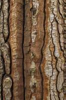 Exploring Tree Bark Texture Natural Pattern of Tree Trunk Close Up photo