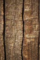 Close Up on a Detailed Tree Bark Texture with Deep Furrows photo