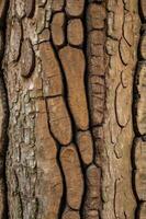 Close-up of Textured Tree Bark Pattern Displaying Unique Natural Surface photo
