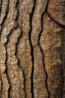 Close Up of Tree Bark Texture Showing Natural Wood Patterns photo