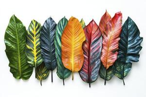 Arrangement of Colorful Tropical Leaves on White Background for Creative Projects photo