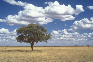 Lone Tree Standing Tall in Vast Field Under Cloudy Blue Sky photo