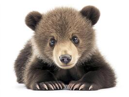 Cute Brown Bear Cub Lying Down Isolated on White Background photo