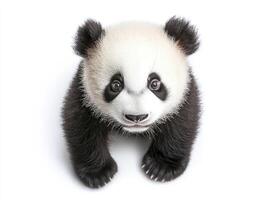Cute Panda Cub Looking Up Isolated on White Background Studio Shot photo