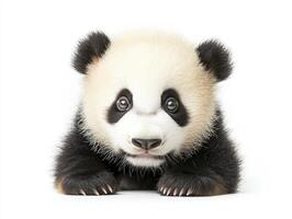 Cute Panda Cub Posing on White Background for Animal Conservation photo