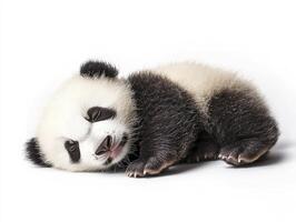 Sleeping Giant Panda Cub on White Background Adorable Animal Portrait photo