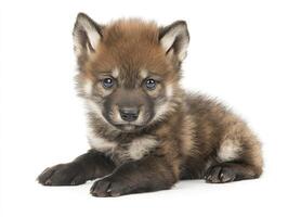 Adorable Wolf Puppy Lying Down Calmly Looking at Camera Isolated photo