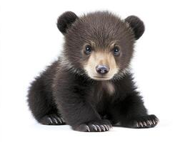 Cute Bear Cub Sitting Posing on White Background Animal Portrait photo