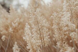 Close-up of Pampas Grass Plants in a Field with Beige Tone photo