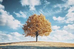 Lone Tree Standing on Hill with Golden Leaves Against Cloudy Sky photo