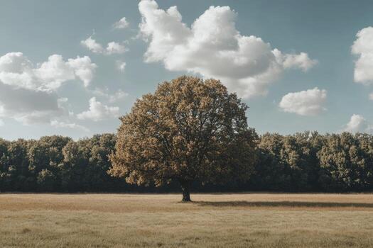 Standing Tree in Open Field with Forest Backdrop and Cloudy Sky photo