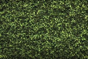 Green Leaves Seamless Background Surface Texture for Natural Fresh Element photo