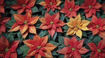 Red and Yellow Poinsettia Flowers Blooming with Green Leaves for Holiday Season photo