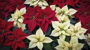 Red and White Poinsettias Displaying Seasonal Holiday Colors and Festive Cheer photo