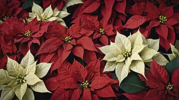 Close Up of Red and White Poinsettias, Holiday Season Flowers photo