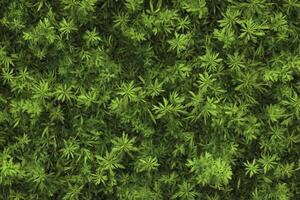 Green Marijuana Plants Growing Extensively in a Dense Pattern Background photo