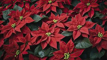 Poinsettia Plants with Red Bracts and Green Leaves Covering Ground photo