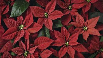 Close-up of Vibrant Red Poinsettia Flowers and Green Leaves Arrangement photo