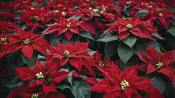 Field of Red Poinsettia Flowers with Green Leaves in Full Bloom photo