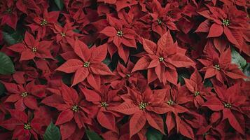 Close-up of Red Poinsettia Flowers Creating a Festive Christmas Background photo