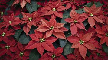 Red Poinsettia Flowers with Green Leaves Festive Holiday Plant Background photo