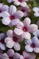 Close-up of Dew-kissed Pink Flowers with Purple Accents in Full Bloom photo