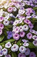 Blooming Bindweed Flowers in Spring Garden with Green Leaves Background photo