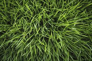 Close-up of Fresh Green Grass Blades Texture and Pattern photo