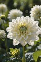 Close Up of White Dahlia Flower with Bokeh Background in Natural Light photo