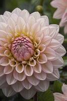 Close-up of a Pale Pink Dahlia Flower Showing Its Petal Details photo