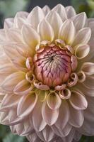Close-up of Cream and Pink Dahlia Flower with Delicate Petals photo