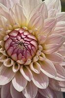 Close-up of Dahlia Flower with Delicate Pink Petals and Textured Center photo