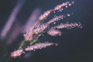 Delicate Grass Seed Head Coated in Morning Dew Drops Close Up photo