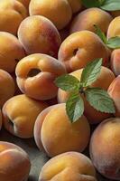 Ripe Apricots with Mint Leaves Freshly Picked Fruit Display Close-up photo