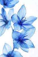 Close-up of Delicate Blue Flowers Against a Bright White Background photo