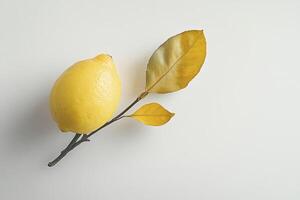Lemon with Autumn Leaves on a Branch Against White Background photo