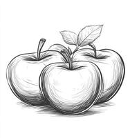 Apple Sketch Still Life Three Apples with Leaves Line Art Drawing photo