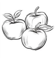 Apple Drawing Illustration Three Fresh Apples with Leaves on White Background photo
