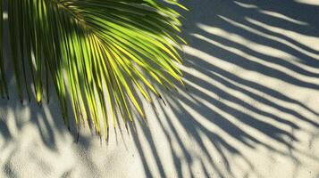 Palm Leaf Casting Shadows on Sandy Beach Creating Tropical Summer Scene photo