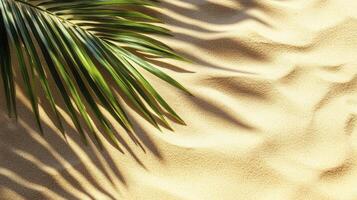 Palm Leaf on Sand Beach with Light and Shadow Patterns photo