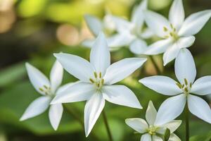 Blooming White Spring Star Flowers Close Up in a Natural Setting photo