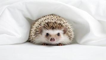 A hedgehog hiding under a white sheet photo