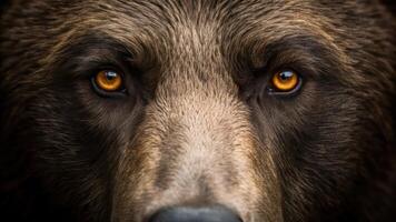 A close up of a brown bear's face photo