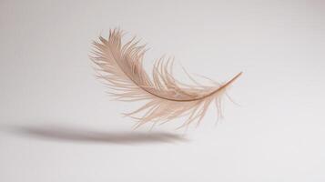 A feather is shown on a white background photo