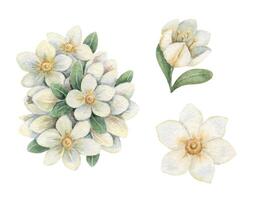 Jasmine flower set in a nostalgic Easter theme. Realistic hand drawn watercolor artwork with fine details. Perfect for card design. Ideal for festive decor and spring botanical artwork. vector
