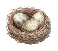 Nest with quail speckled egg in watercolor vintage style. Brown wood bird home. Hand drawn spring illustration. Ideal for invitation template design. Cute artwork for springtime greeting card. vector